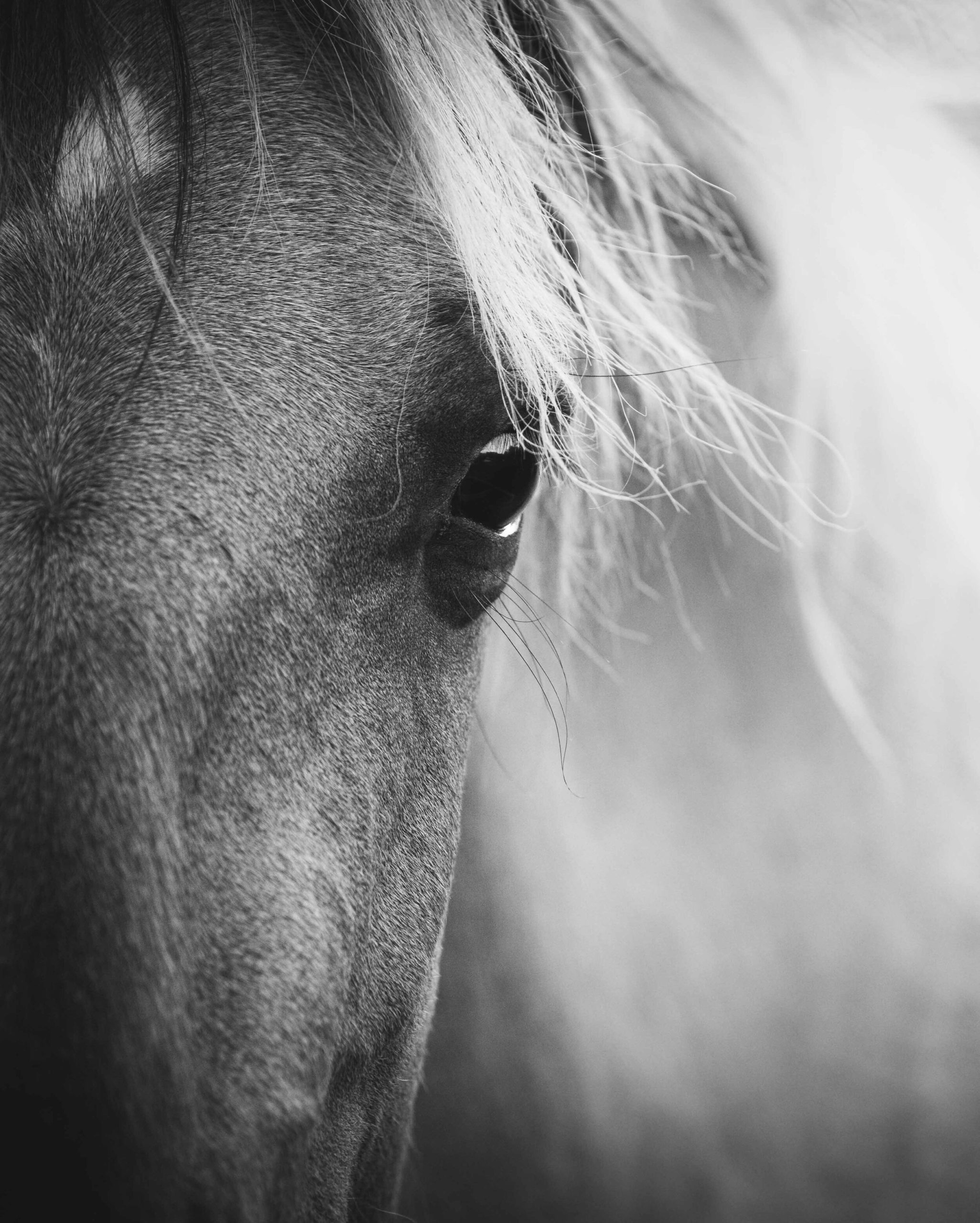 Konik pony portrait black and white